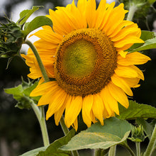Load image into Gallery viewer, Sunflower, Mammoth Gray Strip Seeds