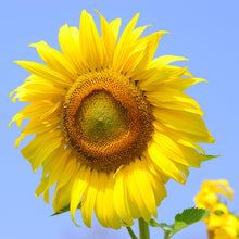 Load image into Gallery viewer, Sunflower, Mammoth Gray Strip Seeds