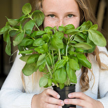 Load image into Gallery viewer, Basil, Italian Large Leaf Seeds - Organic
