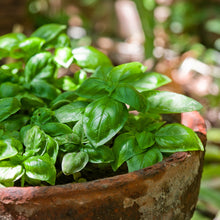 Load image into Gallery viewer, Basil, Italian Large Leaf Seeds - Organic