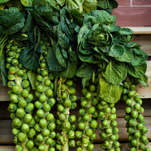 Load image into Gallery viewer, Brussels Sprouts, Long Island Seeds