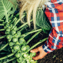 Load image into Gallery viewer, Brussels Sprouts, Long Island Seeds