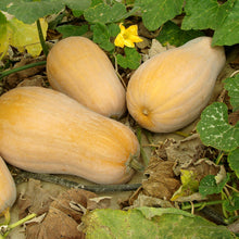 Load image into Gallery viewer, Winter Squash, Waltham Butternut