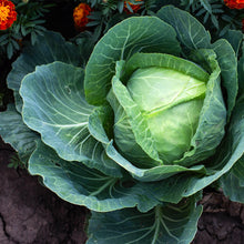 Load image into Gallery viewer, Cabbage, Golden Acre