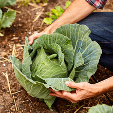 Load image into Gallery viewer, Cabbage, Golden Acre