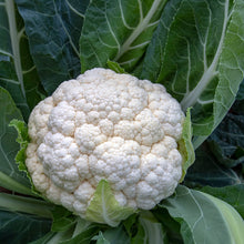 Load image into Gallery viewer, Cauliflower, Snowball