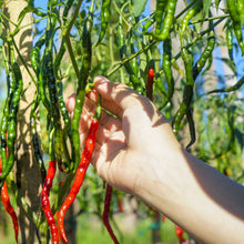 Load image into Gallery viewer, Pepper, Cayenne - Organic