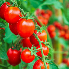 Load image into Gallery viewer, Tomato, Cherry Large Red