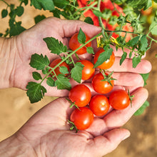 Load image into Gallery viewer, Tomato, Cherry Large Red