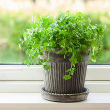 Load image into Gallery viewer, Cilantro, Slow Bolt - Organic