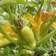 Load image into Gallery viewer, Summer Squash, Yellow Crookneck Seeds