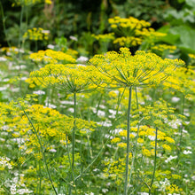 Load image into Gallery viewer, Dill Seeds - Organic