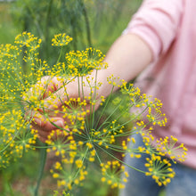 Load image into Gallery viewer, Dill Seeds - Organic