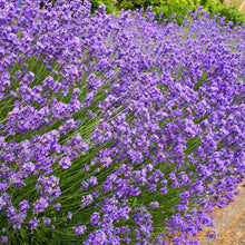 Load image into Gallery viewer, Lavender, Common English
