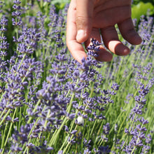 Load image into Gallery viewer, Lavender, Common English