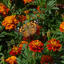 Load image into Gallery viewer, Marigold, Petite Mixture