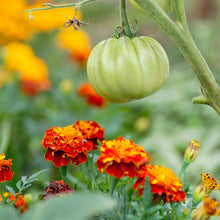 Load image into Gallery viewer, Marigold, Petite Mixture