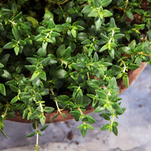 Load image into Gallery viewer, Thyme Seeds - Organic