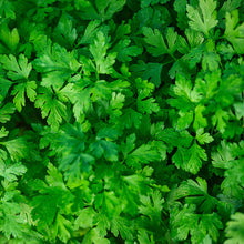 Load image into Gallery viewer, Parsley, Italian Seeds