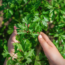 Load image into Gallery viewer, Parsley, Italian Seeds