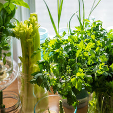 Load image into Gallery viewer, Parsley, Italian Seeds