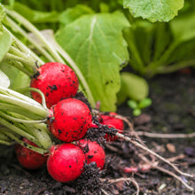 Load image into Gallery viewer, Radish, Cherry Belle - Organic