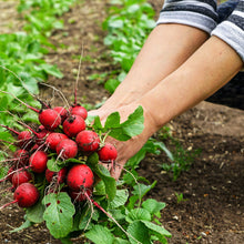 Load image into Gallery viewer, Radish, Cherry Belle - Organic