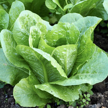 Load image into Gallery viewer, Lettuce, Paris Island Cos Romaine