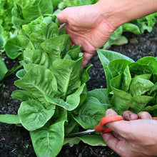 Load image into Gallery viewer, Lettuce, Paris Island Cos Romaine
