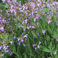Load image into Gallery viewer, Sage, Broad Leaved