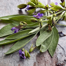 Load image into Gallery viewer, Sage, Broad Leaved