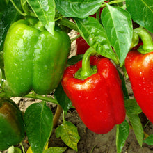 Load image into Gallery viewer, Pepper, Sweet Big Red