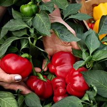 Load image into Gallery viewer, Pepper, Sweet Big Red