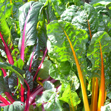 Load image into Gallery viewer, Swiss Chard, Rainbow Mix