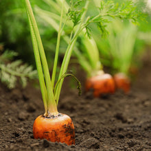 Load image into Gallery viewer, Carrot, Tendersweet