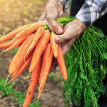 Load image into Gallery viewer, Carrot, Tendersweet