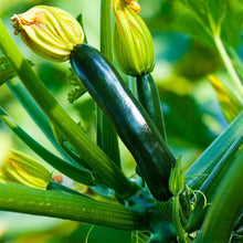 Load image into Gallery viewer, Summer Squash, Black Beauty Zucchini Seeds