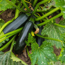 Load image into Gallery viewer, Summer Squash, Black Beauty Zucchini Seeds