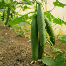 Load image into Gallery viewer, Cucumber, Tendergreen Burpless