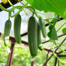 Load image into Gallery viewer, Cucumber, Tendergreen Burpless