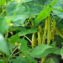 Load image into Gallery viewer, Bean, Gold Rush Wax