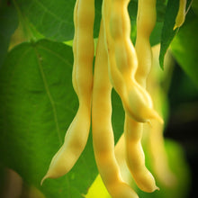 Load image into Gallery viewer, Bean, Gold Rush Wax