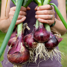 Load image into Gallery viewer, Onion, Red Creole Seeds