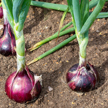 Load image into Gallery viewer, Onion, Red Creole Seeds
