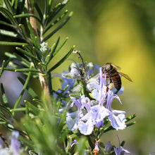 Load image into Gallery viewer, Rosemary, Culinary