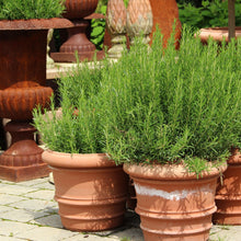 Load image into Gallery viewer, Rosemary, Culinary