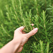 Load image into Gallery viewer, Rosemary, Culinary