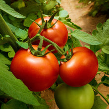 Load image into Gallery viewer, Tomato, Oregon Spring