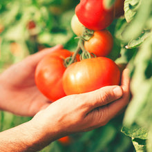 Load image into Gallery viewer, Tomato, Oregon Spring