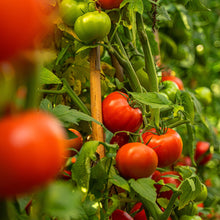 Load image into Gallery viewer, Tomato, Oregon Spring